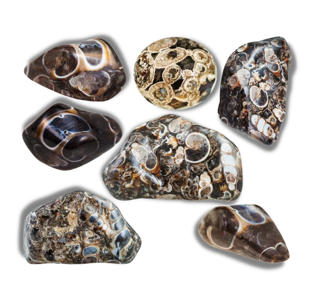 Group of Fossil Agates