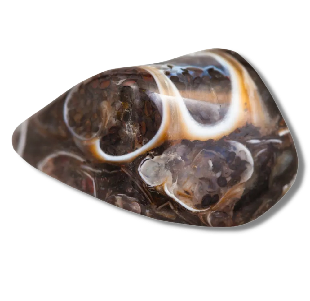 Fossil Agate