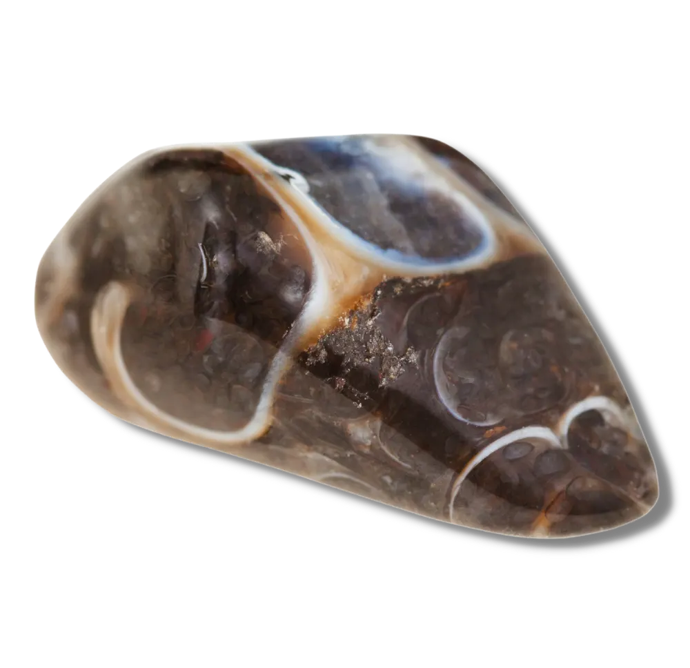 Close up of Fossil Agate