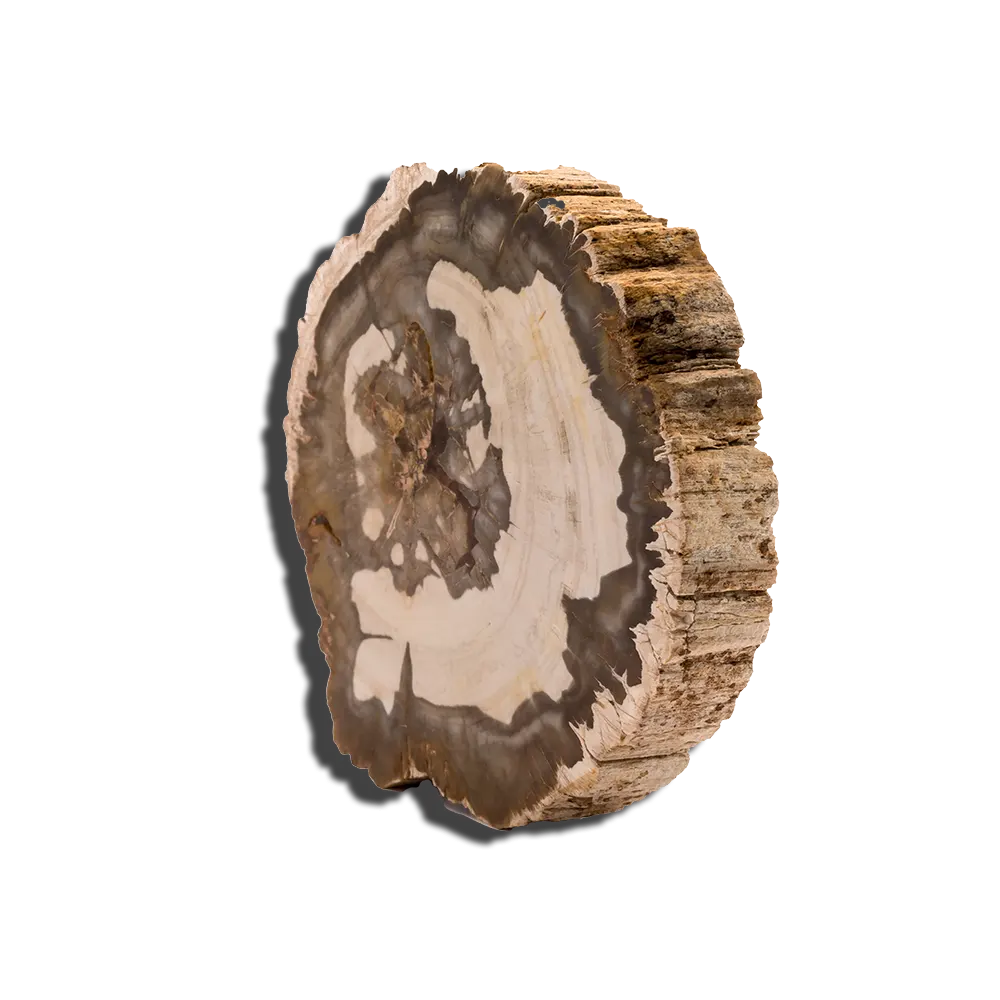 How To Clean Petrified Wood?