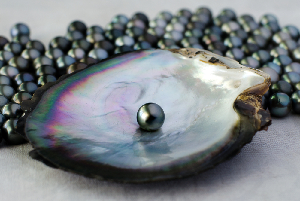 Tahitian Pearls in Black lip oyster shell 