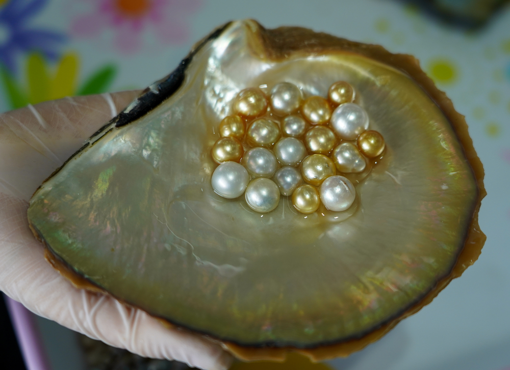 High quality pearl produced at pearl farm